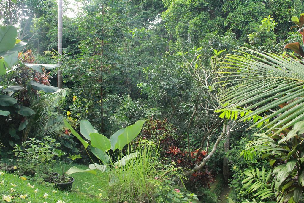 Aji Lodge Bungalow Ubud Camera foto